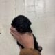 Labradoodles for Sale