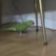 Green indian Ringneck