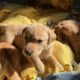 AKC Lab Puppies for Sale