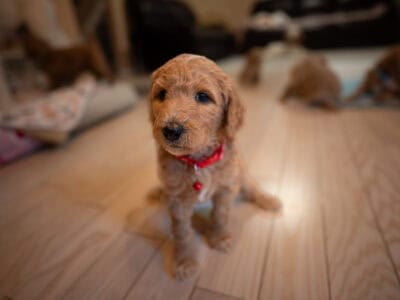 Standard poodle puppies