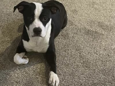 Pepper the pitbull Terrier