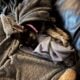 Female German shepherd puppy
