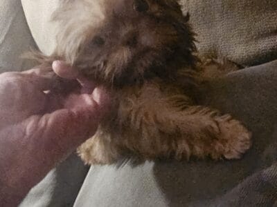 AKC Shih Tzu Puppies