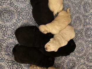 AKC Labrador Retriever Pups