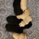 AKC Labrador Retriever Pups