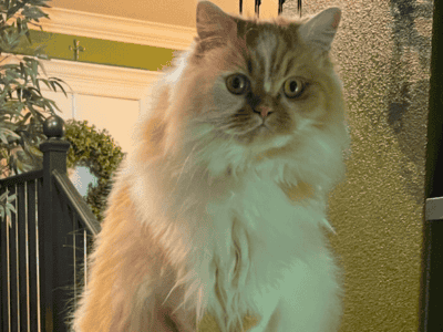 Persian cat