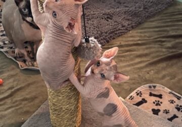 Sphynx Kittens