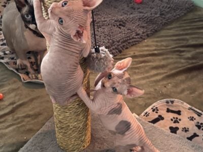 Sphynx Kittens