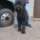 Giant Schnauzer Puppies