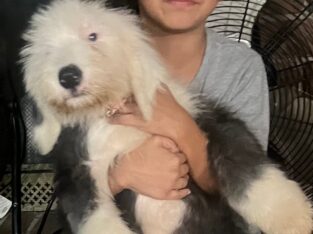 Old English Sheepdog