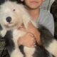 Old English Sheepdog