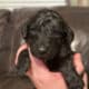 Standard F1BB Goldendoodles