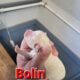 Bolin