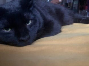 Adorable black 9 month young cat needs new home