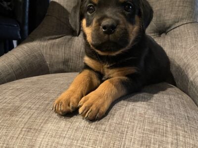 Beautiful American Rottweiler Puppies