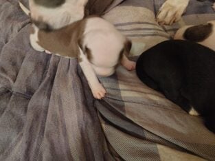 Blue nose pits