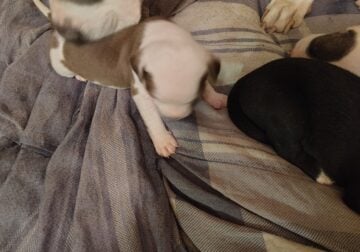 Blue nose pits