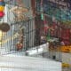 Conures to rehome