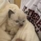 Ragdoll kitties
