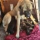 English Mastiff Puppies