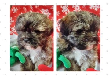 Shih Tzu Mix Puppies!