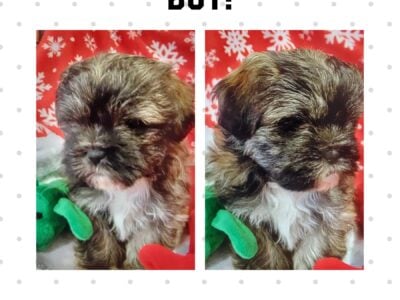 Shih Tzu Mix Puppies!