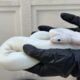 Ball Python Pastel Ivory