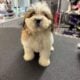 Teddy Bear Puppies! Shih Tzu & Bichone Frise MIx