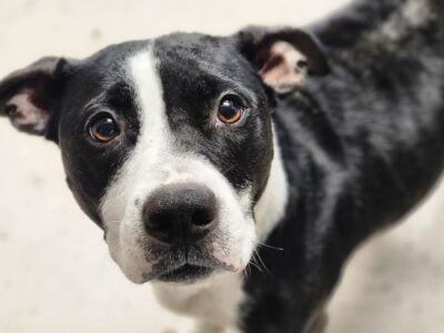 Sweet Female American Staffordshire Terrier