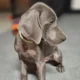 Weimaraner pups for sale