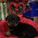 German Rottweiler puppies