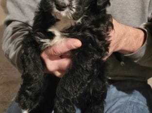 Puppies