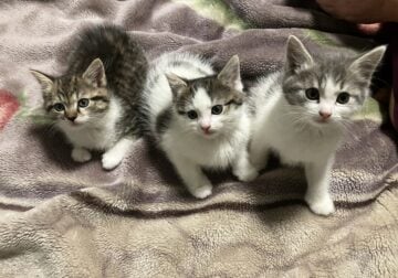 Turkish Van kittens seeking loving home!