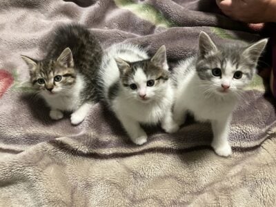 Turkish Van kittens seeking loving home!