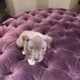 Gorgeous American Staffordshire Pitbull Terrier
