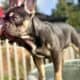 French bulldog Boys