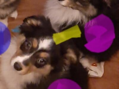 Australian Shepard