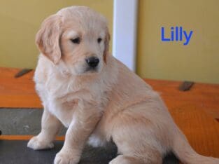 Golden retriever