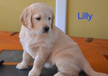 Golden retriever
