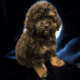 Poodle puppies