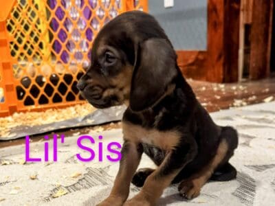 Female Bloodhound