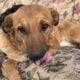 *URGENT* need of home!!!!!! pls help