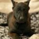 7 Malinois Puppies for Sale