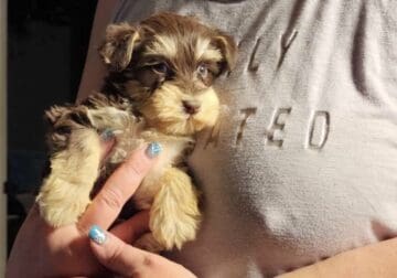Mini Schnauzers