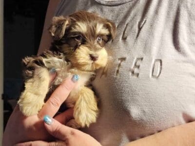 Mini Schnauzers