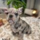 AKC Lilac Merle & Brindle French Bull Dog Puppies