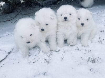 AKC SAMOYED PUPPIES