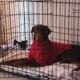 1 Year Old AKC Doberman