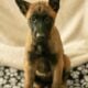 7 Malinois Puppies for Sale