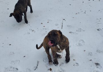 Presa Canario Females